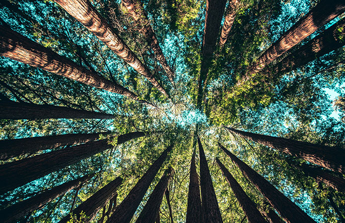 Immagine che rappresenta natura e alberi che salgono alti al cielo, rappresentativa dell'articolo sull'importanza della barriera funzionale nei materiali a contatto con alimenti, articolo del blog della business unit EHS di Lifeanalytics