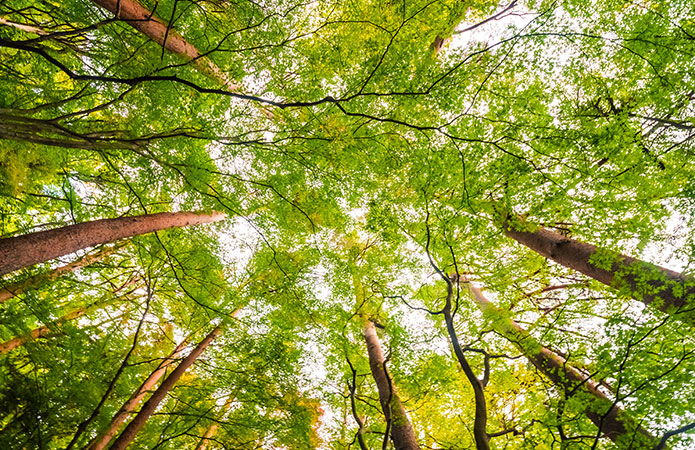 European Union Deforestation Regulation (EUDR)