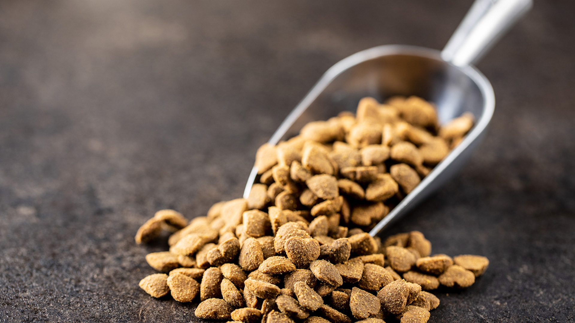 Metal scoop pouring dry pet food onto a dark surface, symbolizing the Lifeanalytics pet services