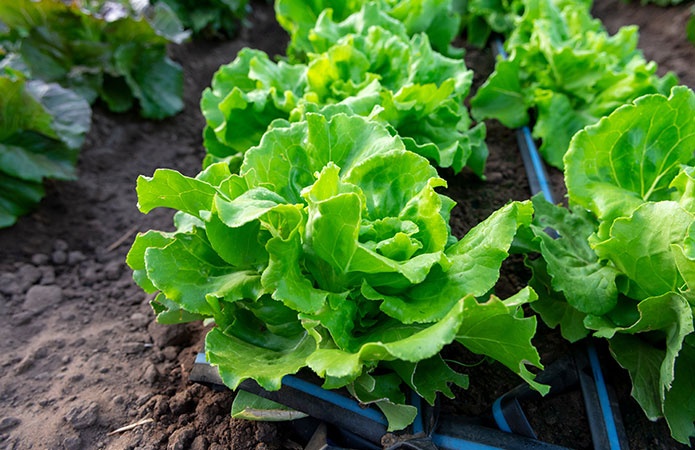 Coltivazione di lattuga in campo con irrigazione a goccia, simbolo dell'articolo del blog che tratta la tematica dell'influenza della luce sulla presenza di nitrati negli ortaggi a foglia, relativo alla business unit food di Lifeanalytics