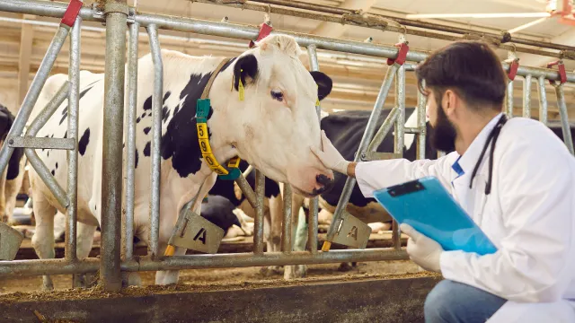 Operatore in camice e guanti in lattice intento a verificare la salubrità di un animale da reddito e del feed