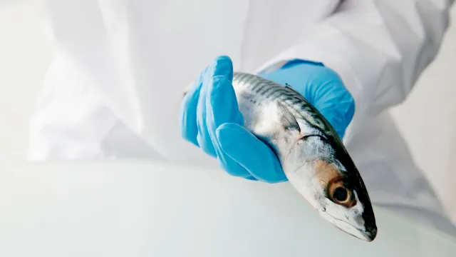 operatore intento a portare un pesce in laboratorio per effettuare le analisi dedicate al settore ittico