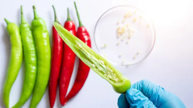 Tecnico di laboratorio intento a effettuare la raccolta dei semi del peperoncino per effettuare le analisi microbiologiche dedicate alle spezie